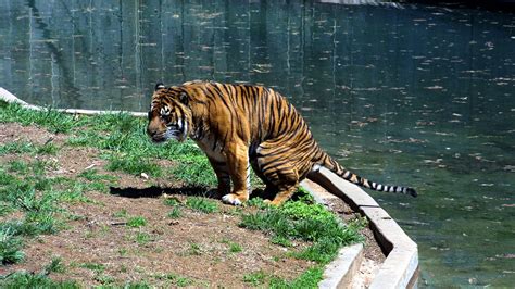 Here is a picture of a tiger pooping : r/funny