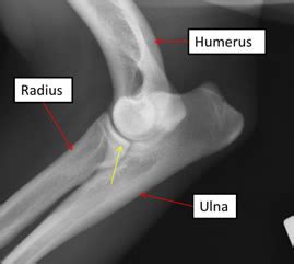 Elbow Dysplasia | Vet Orthopaedic Referrals Scotland