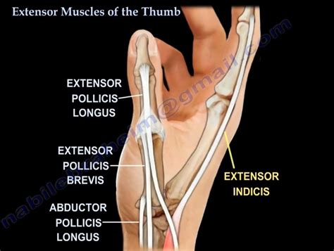 Extensor Muscles of #thumb — OrthopaedicPrinciples.com