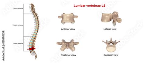 Lumbar vertebrae L5 - Buy this stock photo and explore similar images at Adobe Stock | Adobe Stock