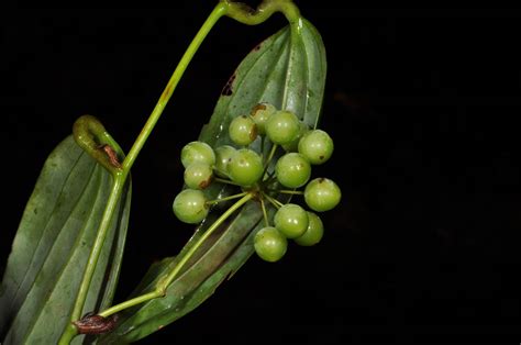 Smilax plant3 (Smilacaceae) image 49007 at PhytoImages.siu.edu