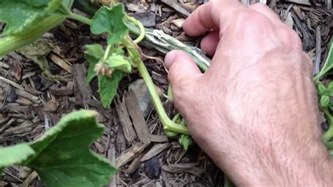 Cause of deformed Pumpkins - stunted growth - YouTube