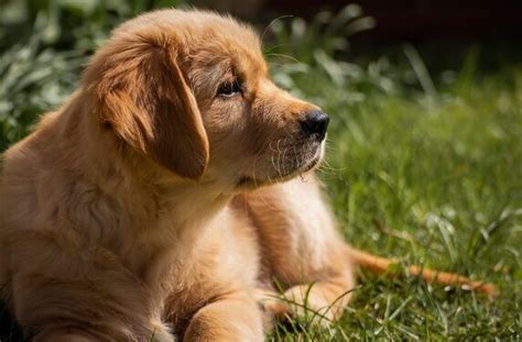 Anjing Golden Retriever: Sejarah, Karakter, Harga dan Cara Memeliharanya