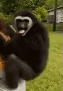 Monkey Scream GIFs | Tenor