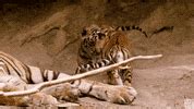 Tiger-cub GIFs - Get the best GIF on GIPHY