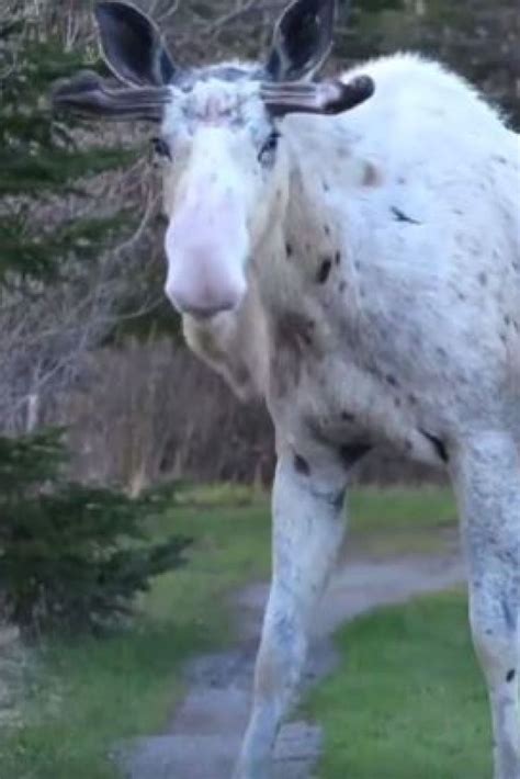 Rare Piebald Moose Captured On Video By Newfoundland Photographer Gerard Gale | Rare animals ...