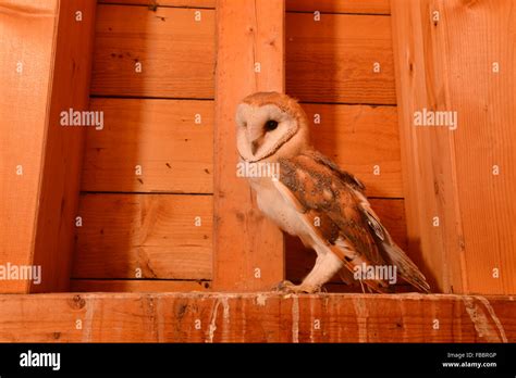 Barn Owl / Schleiereule ( Tyto alba ), in a wooden truss of a church, young bird, side view ...
