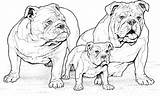 Realistic Puppy Coloring Pages  Home sketch template