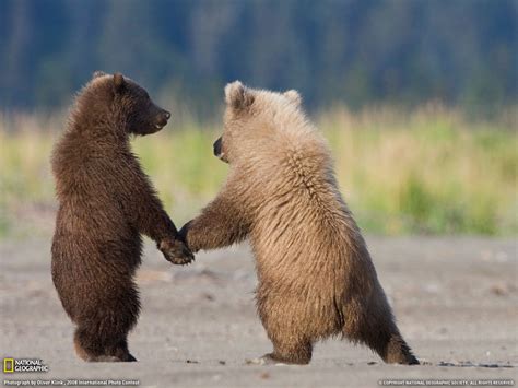Free download Grizzly Bear Cubs [1600x1200] for your Desktop, Mobile & Tablet | Explore 67 ...