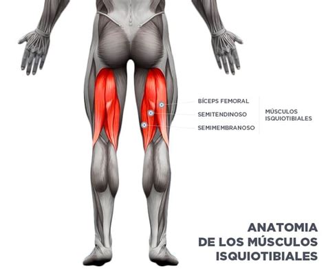 Anatomía de los Femorales | Cambiatufisico