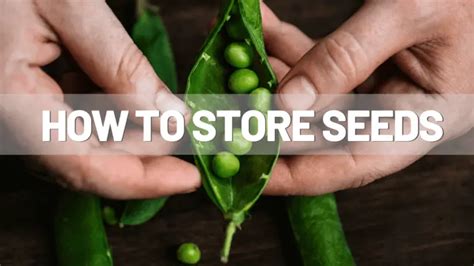 Seed Storage 101: How To Save Seeds Safely Long Term | Sprouting Fam