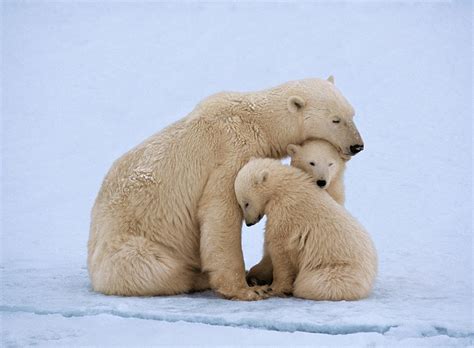 Polar Bear With Twin Cubs Ursus by Johnny Johnson