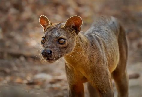 What Are The Predators Of Ring-Tailed Lemurs? - Worldwide Nature