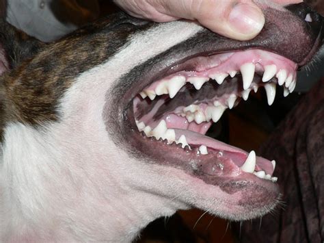 Fichier:Bull Terrier Chico 05.jpg — Wikipédia