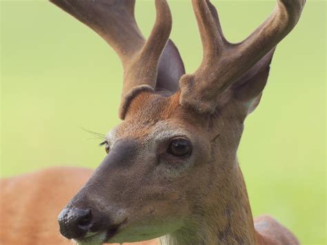 Deer Shedding Horns | atelier-yuwa.ciao.jp