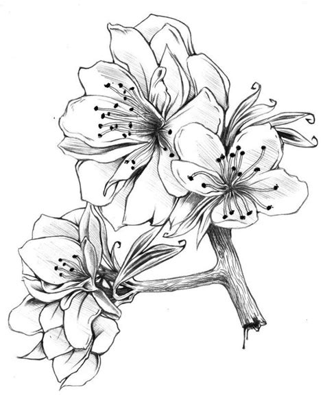 25 Beautiful Flower Drawing Ideas & Inspiration – Brighter Craft | Beautiful flower drawings ...