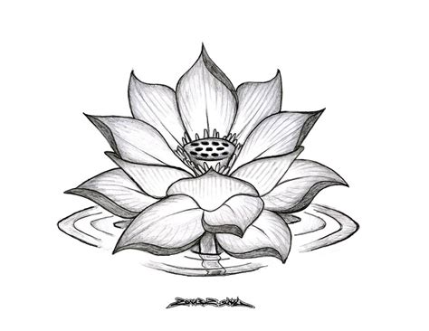 Lotus Drawing at PaintingValley.com | Explore collection of Lotus Drawing