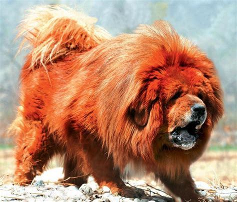 How Much Does A Red Tibetan Mastiff Cost