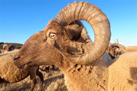 Manx Loaghtan Sheep