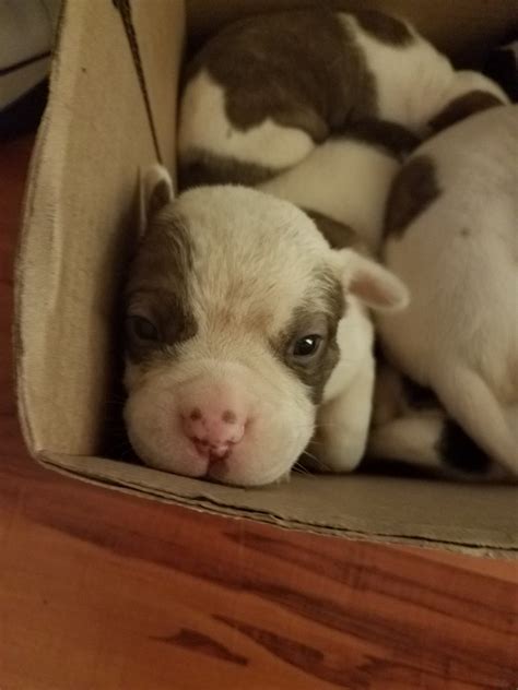 American Bulldog Puppies For Sale | Miami, FL #268068