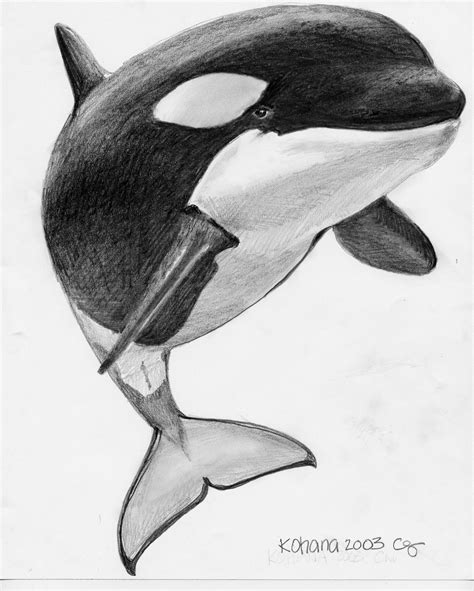 Orca Sketch at PaintingValley.com | Explore collection of Orca Sketch