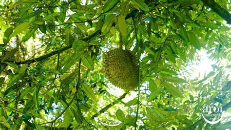 Thai Fruits - Durian (Monthong) - AroiMakMak