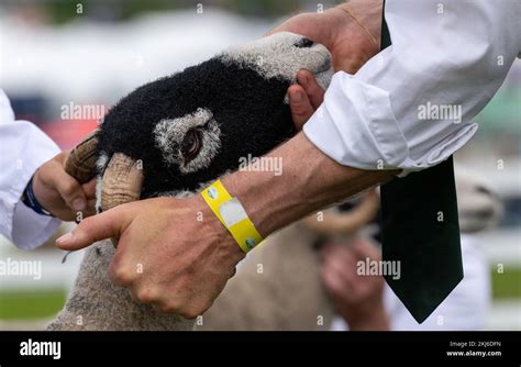 Exhibitors at the Great Yorkshire Show showing their livestock at the 2021 show, Harrogate ...