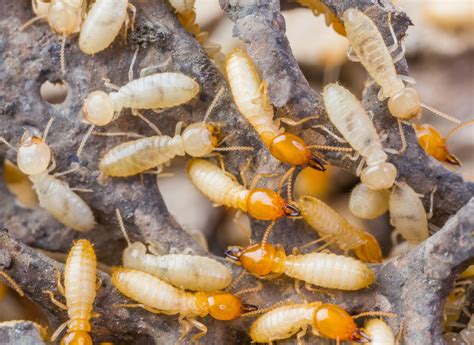 Termite Swarmers - What are they and why do they swarm? - Pest Solutions Socal