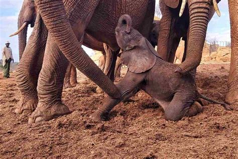 Adult Elephants React to Birth in the Herd Just Moments After Adorable ...