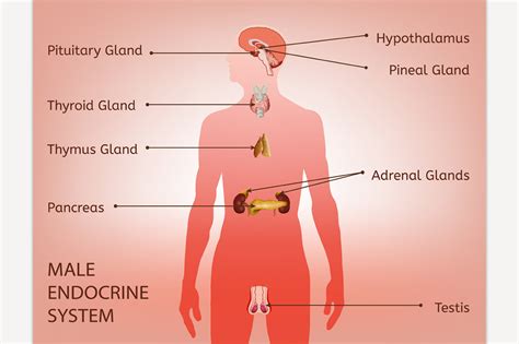 Male Endocrine System ~ Illustrations ~ Creative Market