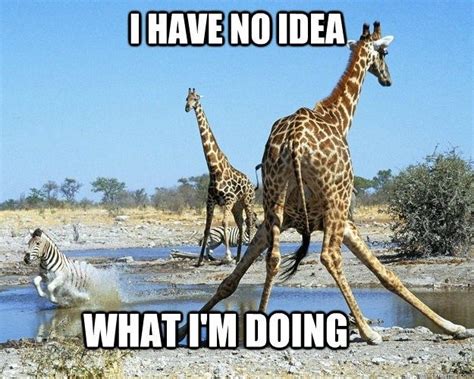 Funny Giraffe Memes