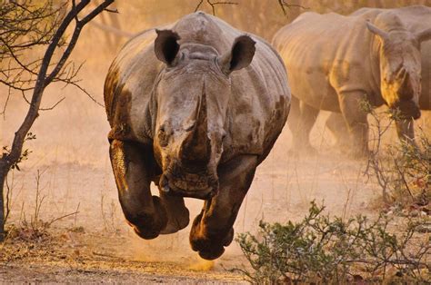 How Rhino Hunting is Good for the Species