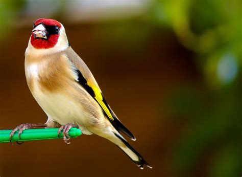 Carduelis carduelis - | Beautiful birds, Animals, Animals and pets