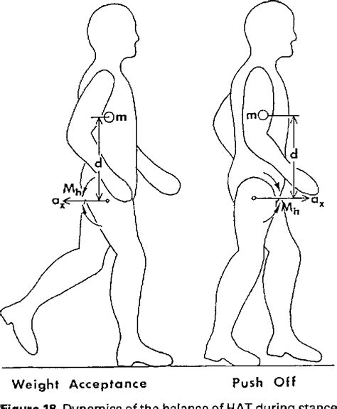 [PDF] Human balance and posture control during standing and walking ...