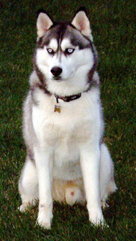 Difference between the Alaskan Malamute with a Siberian husky | Fun Animals Wiki, Videos ...