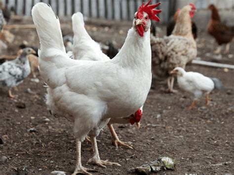 Raising Cornish Cross Chickens: 8 Things You Need to Know