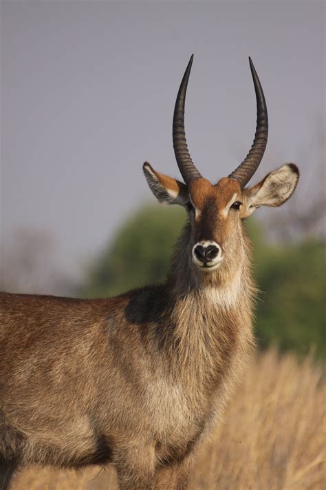 Male Waterbuck, Savuti, Botswana by Richard Ainsworth | Africa, Animals ...