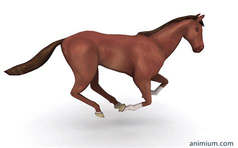 Horse Gallop animation