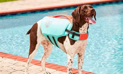 6 Dog Pool Safety Tips | BeChewy