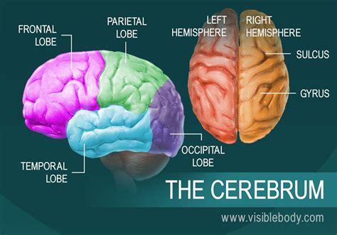 A diagram of the parts of the cerebrum | Brain anatomy, Human brain, Human brain diagram