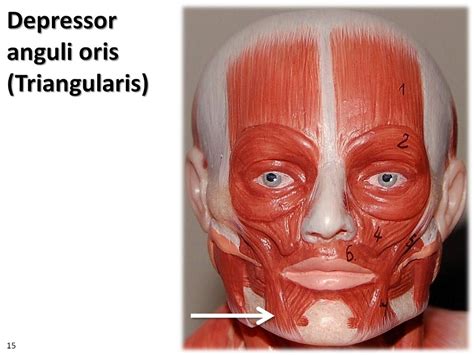 Depressor anguli oris, small model - Muscles of the Upper Extremity ...