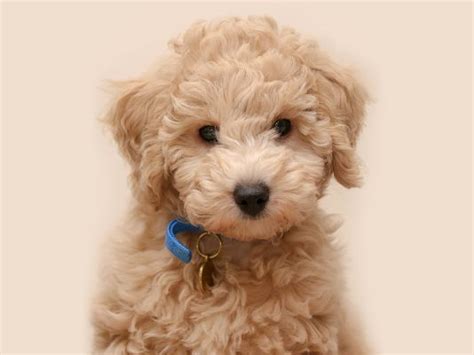 Poochon Dog Breed | UKPets