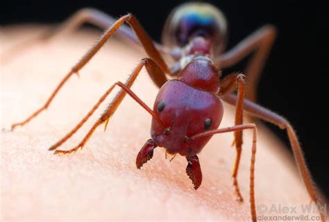 Meat ant - Alchetron, The Free Social Encyclopedia