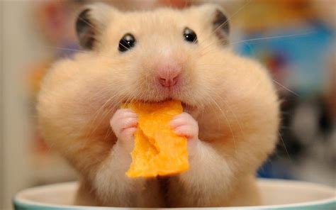 hamster, cheeks, funny animals, muzzle, rodents, chips | Хомяки ...