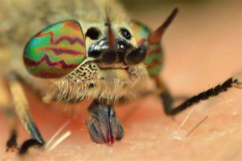 Horsefly bite caught on camera | Shropshire Star