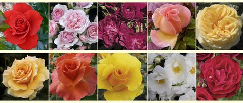 Harkness Roses supplying top quality Rose Plants for garden. Perfumed and easy to grow Roses are ...