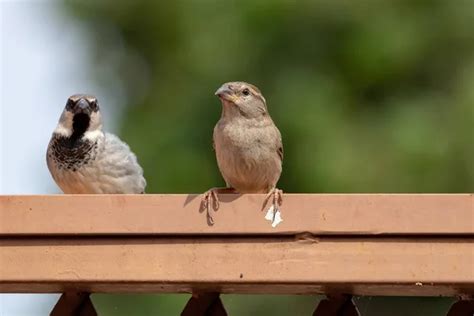 Bird identification Stock Photos, Royalty Free Bird identification Images | Depositphotos