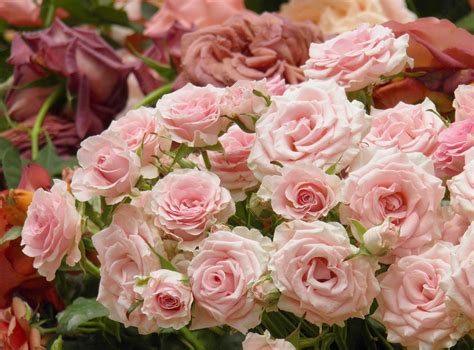 Pink Roses bouquet HD wallpaper | Wallpaper Flare