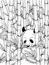 Bamboo coloring pages sketch template