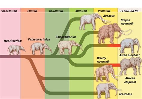 The elephant family tree | Elephant, Asian elephant, Evolution